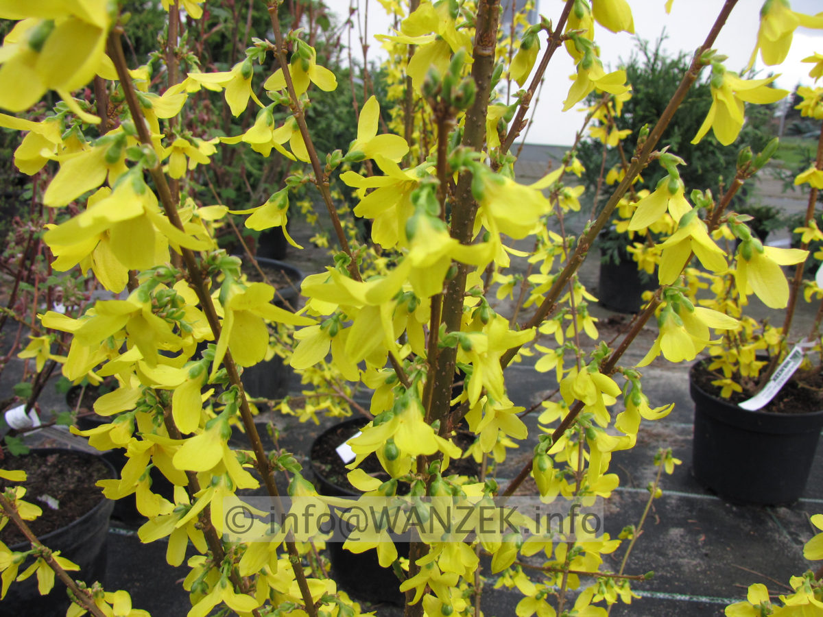 Forsythia intermedia Weekend - Blueten1.JPG
